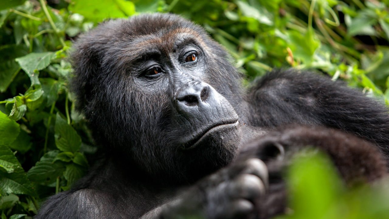 bwindi-2