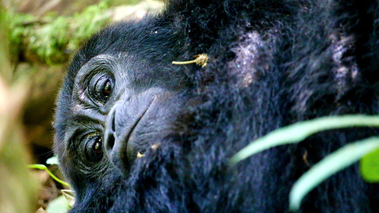 primates-plains