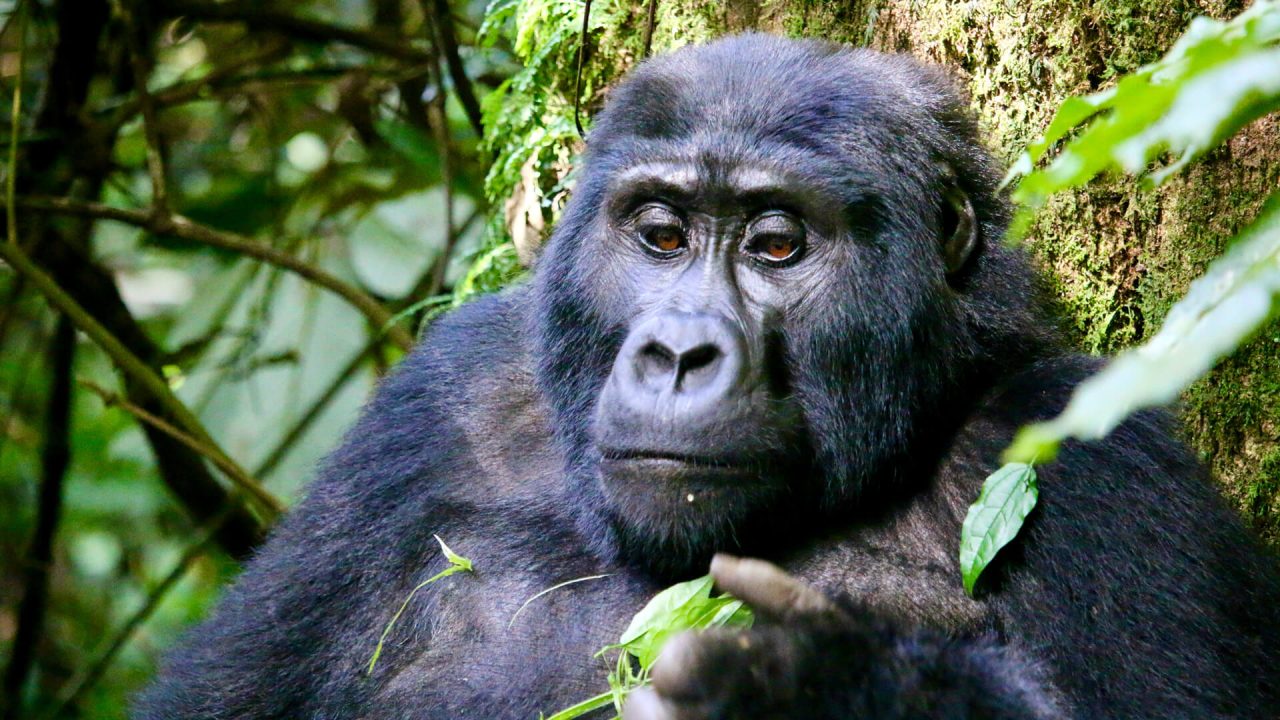 rwanda-primates